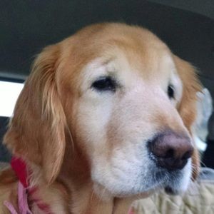 Meet your Posher, Frank